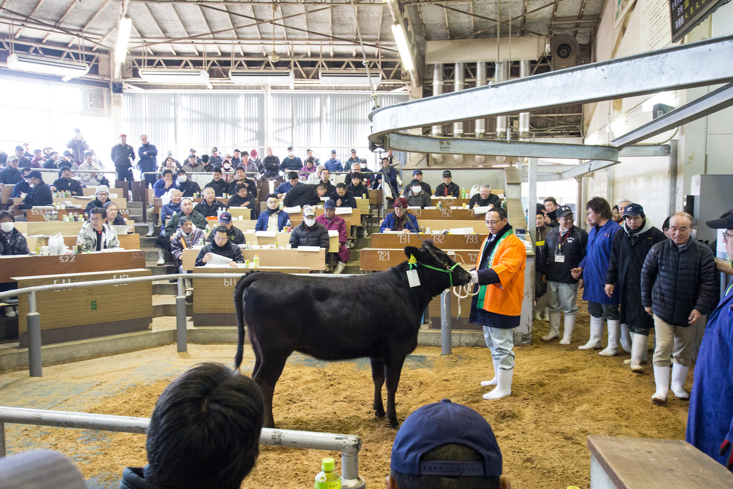 肉のまち都城 平成30年 都城家畜市場子牛セリ市開催 Be Happiness ビィハピ